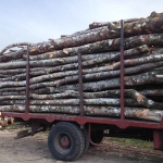 Akazienholz (Robinie) – LKW-Ladung 50 Ster